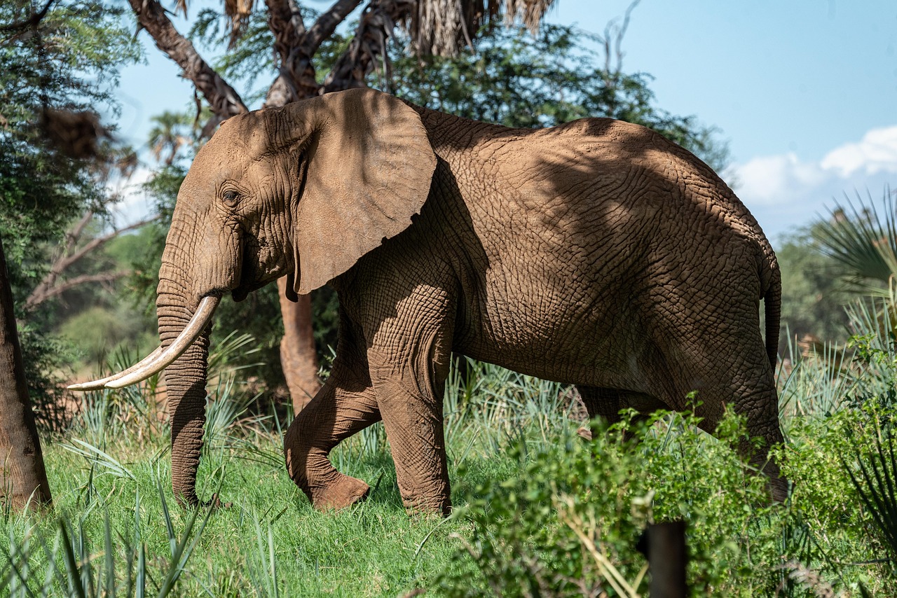 4 day wildlife and cultural safari in northern tanzania